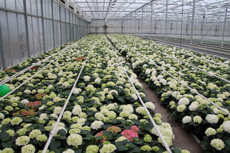 pepiniere-LA VERDIERE-min_nursery-hydrangea-white-flowers-greenhouse-flower-1609210-pxhere.com